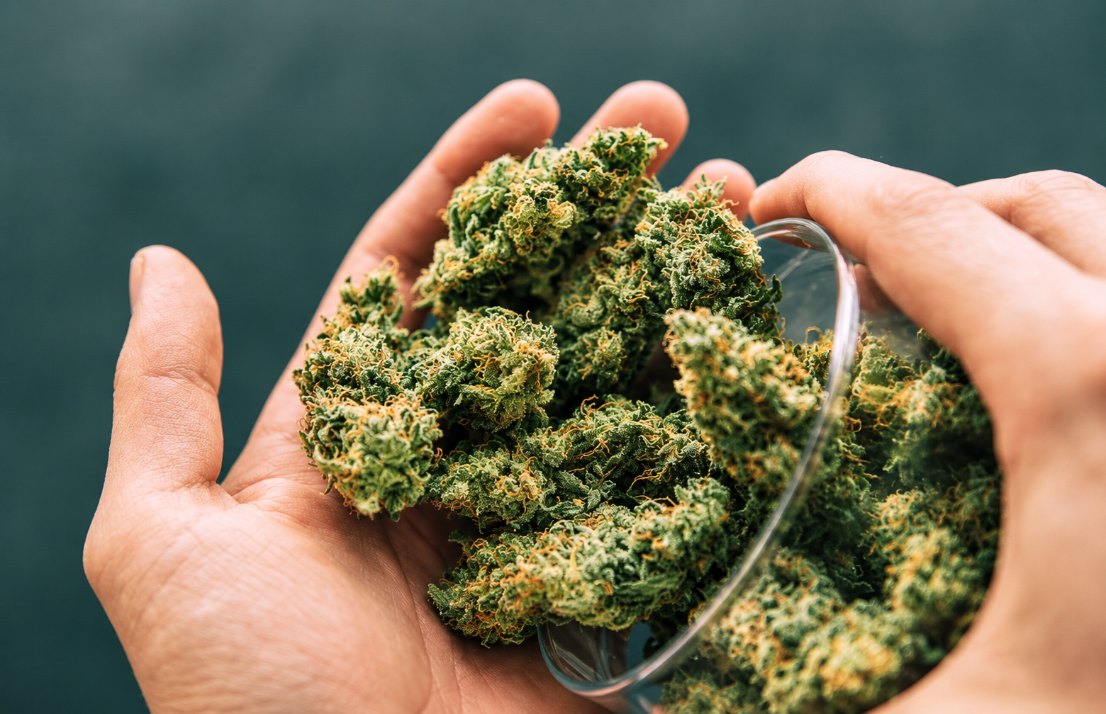 Hands holding a glass bowl filled with cured cannabis flower